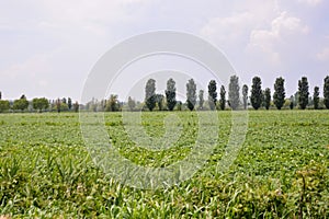 Agricultural disaster, field of flooded crops