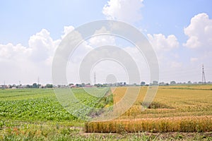 Agricultural disaster, field of flooded crops