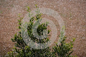 Agricultural disaster, field of flooded crops