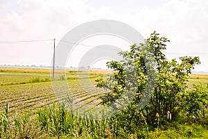 Agricultural disaster, field of flooded crops