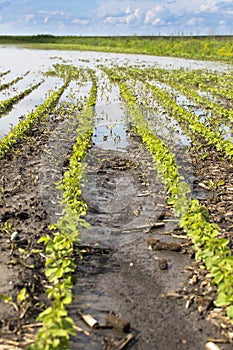 Agricultural disaster, field of flooded soybean crops