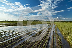 Agricultural disaster, field of flooded soybean crops