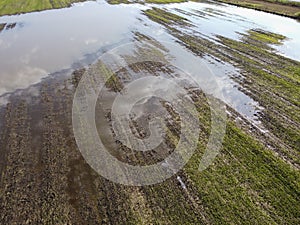 Agricultural disaster, fields of flooded crops