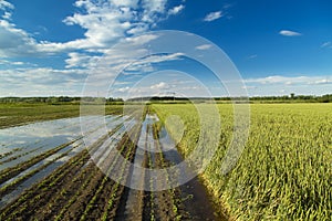 Agricultural disaster, fields of flooded crops photo