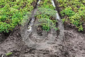 Agricultural disaster, flooded potato crops.