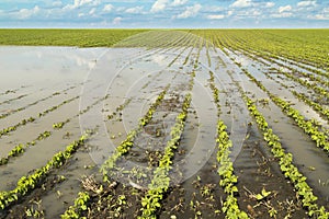 Agricultural disaster, flooded soybean.