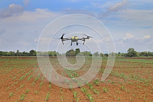 Agricultural drones are spraying chemicals on corn plants