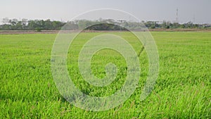 Agricultural drones are spraying drugs in rice fields