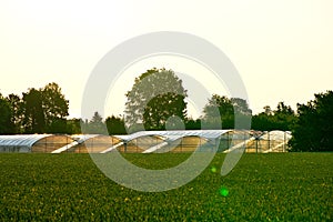 Agricultural ecological greenhouses, hothouse, glasshouse for growing organic fruits and vegetables meadow in warm sunlight