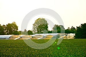 Agricultural ecological greenhouses, hothouse, glasshouse for growing organic fruits and vegetables meadow in warm sunlight