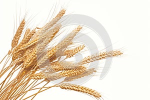 Agricultural elegance Bunch of rye ears on a white backdrop