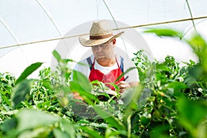 Agricultural engineer working in the greenhouse.