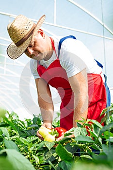 Agricultural engineer working in the greenhouse.