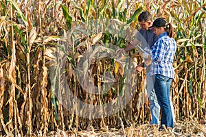 Agricultural expert inspecting quality of corn