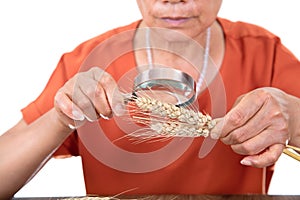 Agricultural experts hold a magnifying glass to view the mature wheat ears sampled