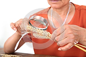 Agricultural experts hold a magnifying glass to view the mature wheat ears sampled