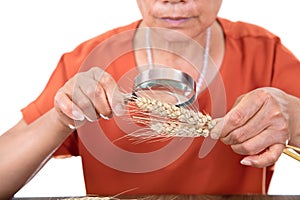 Agricultural experts hold a magnifying glass to view the mature wheat ears sampled photo