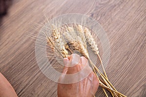 Agricultural experts are looking at the mature wheat ears sampled
