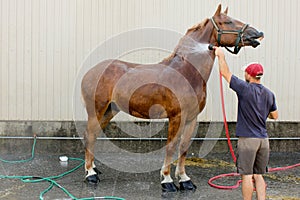 Agricultural exposition of St-Hyacinthe.