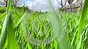 Agricultural farm. Green field of early wheat on a sunny day. Green grass sways in the wind a beautiful green wheat