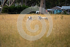 Agricultural farm practicing regenerative farmer, with sheep grazing in field practicing rotational grazing storing carbon in the