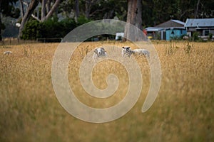 Agricultural farm practicing regenerative farmer, with sheep grazing in field practicing rotational grazing storing carbon in the