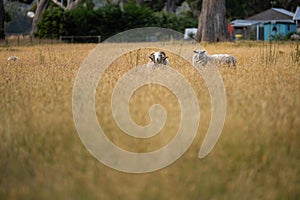 Agricultural farm practicing regenerative farmer, with sheep grazing in field practicing rotational grazing storing carbon in the