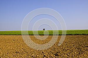 Agricultural field