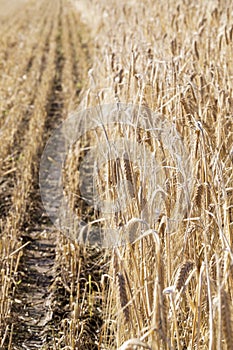 the agricultural field