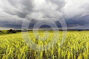 Agricultural field