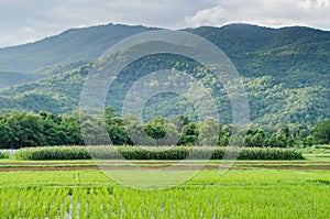 Agricultural field