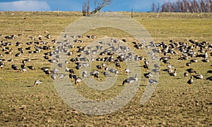 Agricultural field as place of stop-overs, geese make long stops in process of migration to replenish energy resources