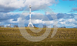 Agricultural field as place of stop-overs, geese make long stops in process of migration to replenish energy resources