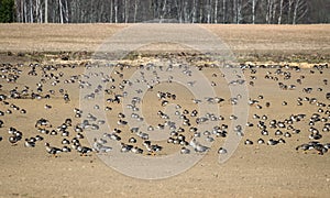 Agricultural field as place of stop-overs, geese make long stops in process of migration to replenish energy resources