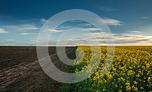 Agricultural field blooming canola with empty soil on blue sky clouds