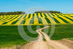Agricultural field with blooming winter crops. Dirt road leading to a beautiful yellow rapeseed field