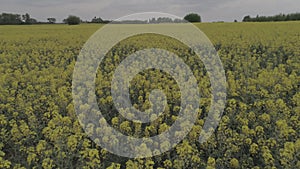 Agricultural field with blooming yellow rape, against the blue sky.