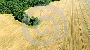 Agricultural field with cereals on a summer farm