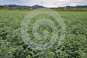 Agricultural field of Cicer arietinum