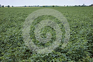 Agricultural field of Cicer arietinum