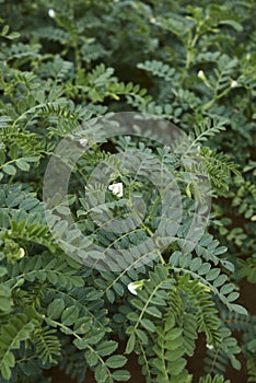 Agricultural field of Cicer arietinum