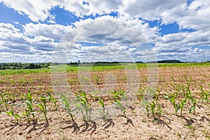 agricultural field with corn, agricultural in Eastern Europe