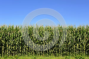 Agricultural field of corn plants, Zea Mays photo