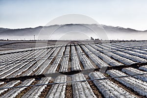 Agricultural Field Covered in Plastic Sheeting