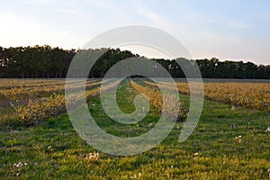 Agricultural field with crop rows of buckwheat bushes in perspective on green grass. The forest is in the background