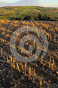 Agricultural field in Devon after harvest