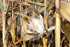 Agricultural field with dry corn