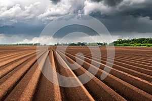 Agricultural field with even rows in the spring