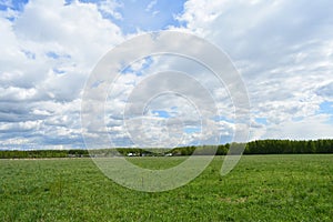 Agricultural field. Forest. Green field of young grass, flowers. Road. Blue sky with