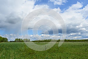 Agricultural field. Forest. Green field of young grass, flowers. Road. Blue sky with